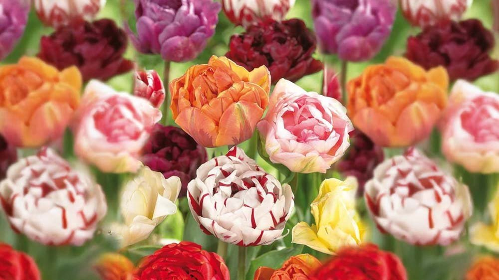 Frühlingsblumenzwiebeln - Blomea.at