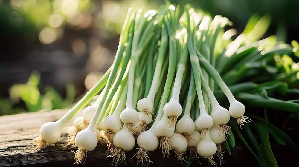 Frühlingszwiebeln Samen - Blomea.at