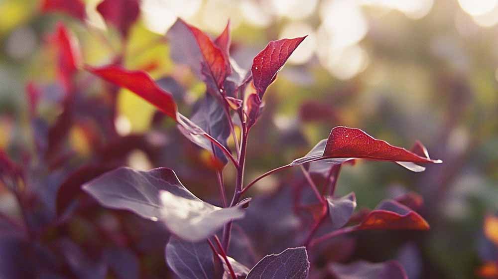 Gartenmelde Samen - Blomea.at