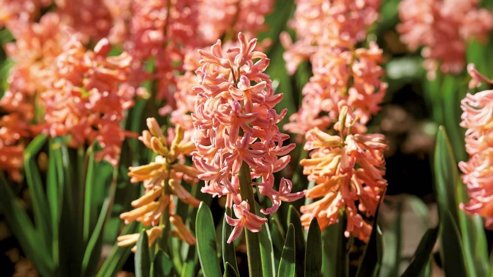 Gelbe hyazinthen - Blomea.at