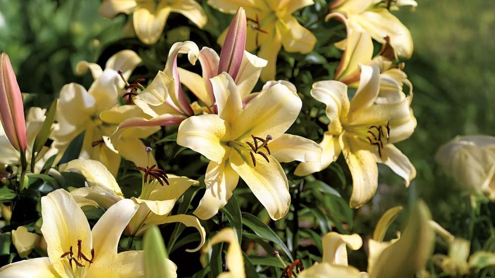 Gelbe Lilien - Blomea.at