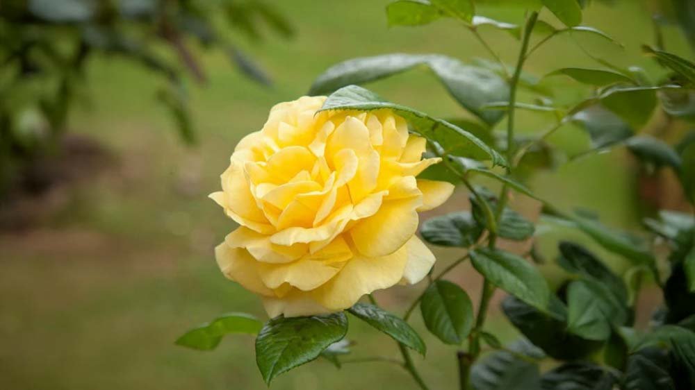 Gelbe Rosen - Blomea.at