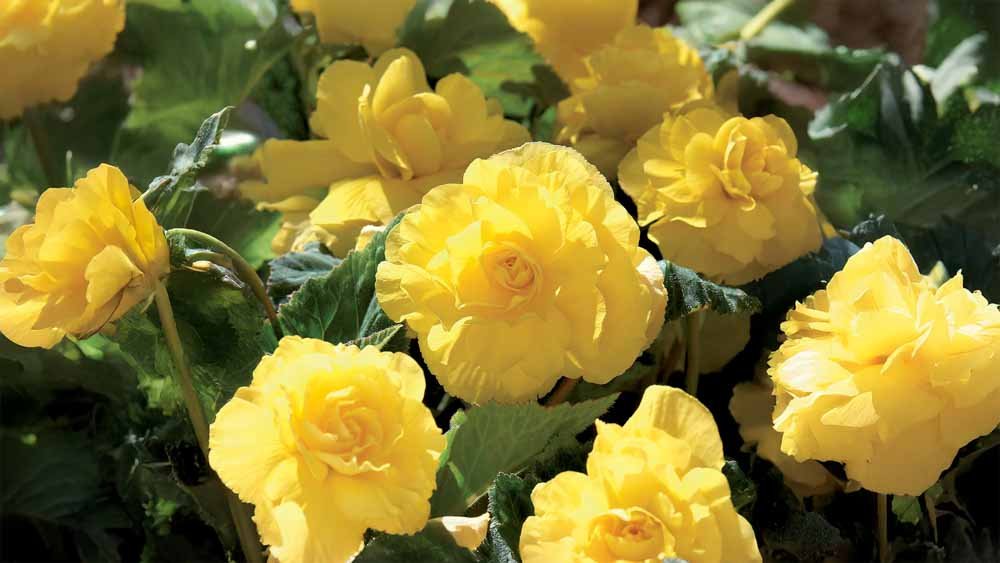 Gelbe Sommerblumen - Blomea.at