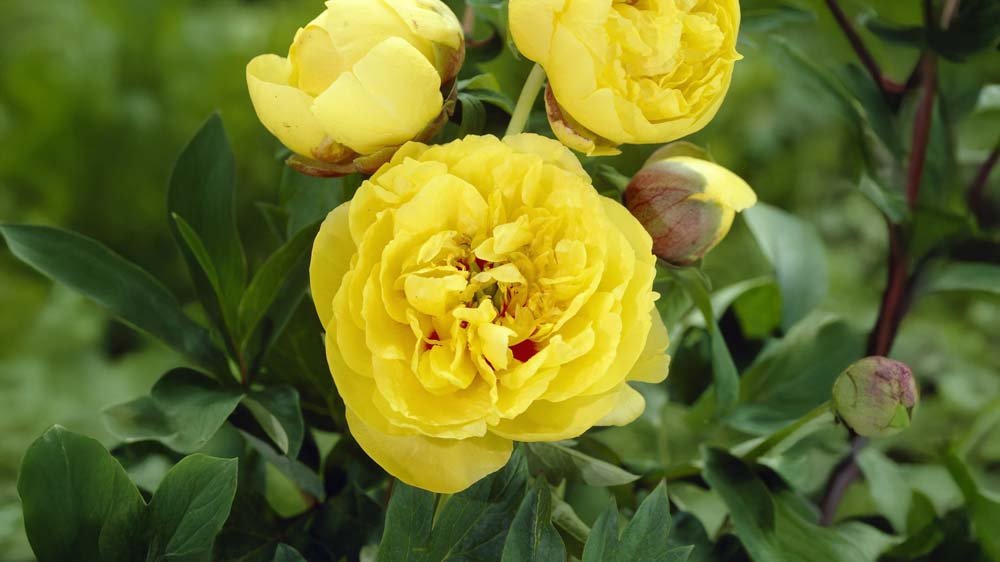 Gelbe Stauden - Blomea.at