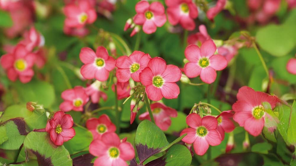 Glücksklee - Blomea.at