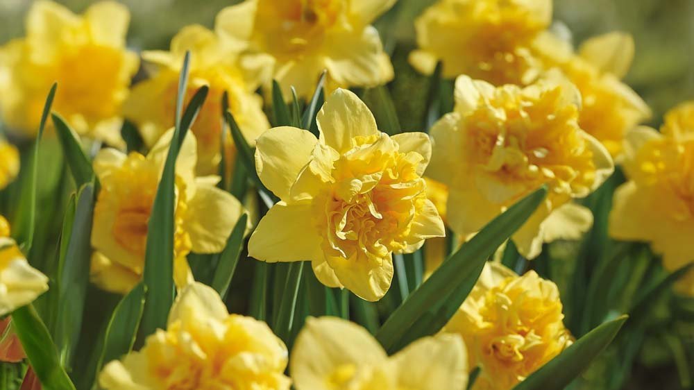 Große narzissen - Blomea.at