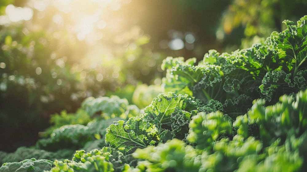 Grünkohl samen - Blomea.at