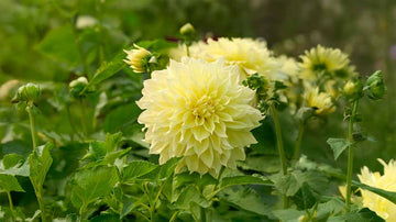 Dahlien gelb