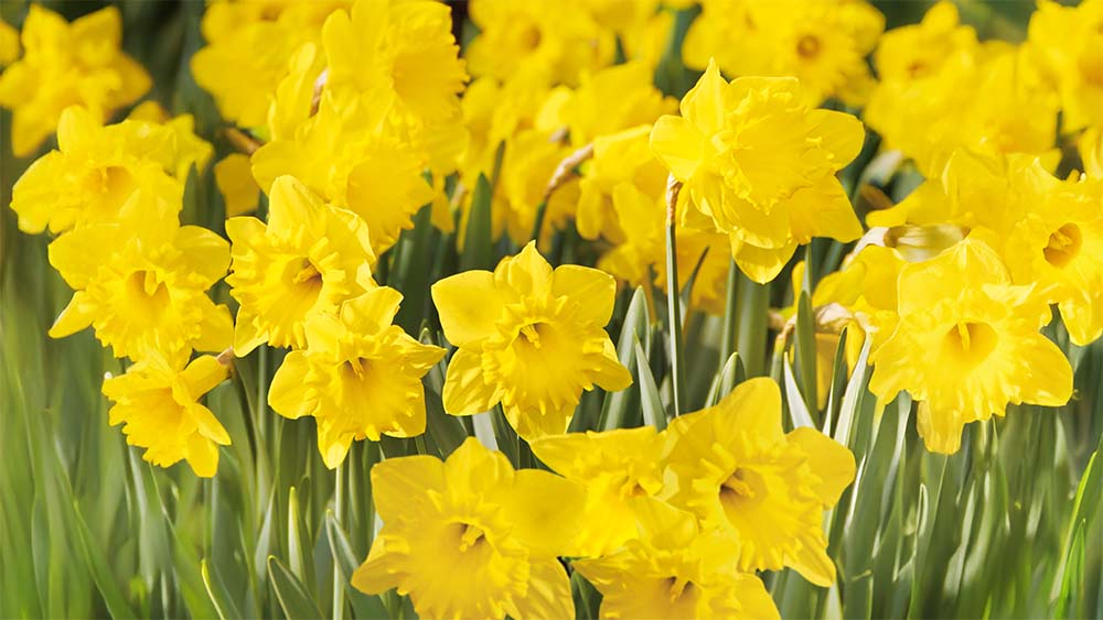 Gelbe frühblüher