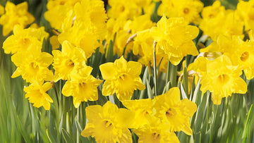 Gelbe frühblüher