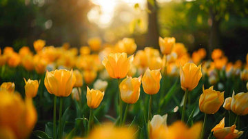 Gelbe Tulpen