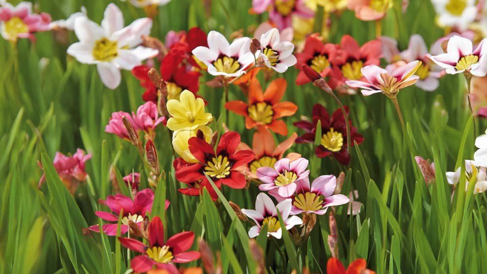 Harlekinblumen - Blomea.at