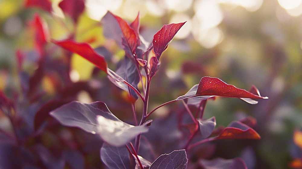 Gartenmelde Samen