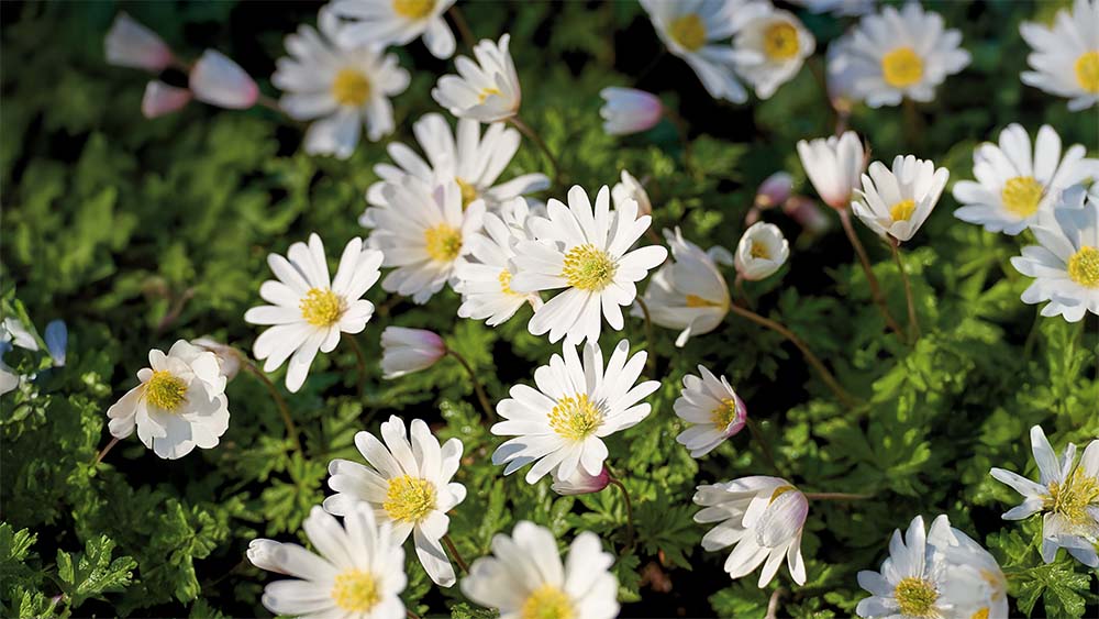 Herbst anemonen - Blomea.at