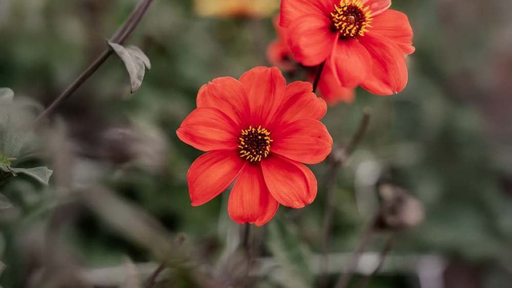 Herbstblumen - Blomea.at