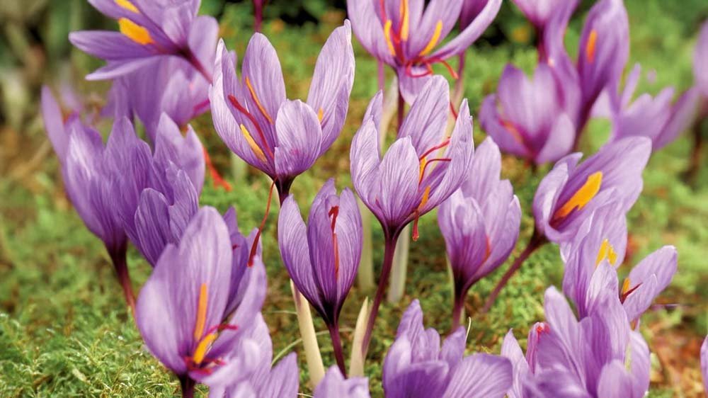 Herbstblumenzwiebeln - Blomea.at