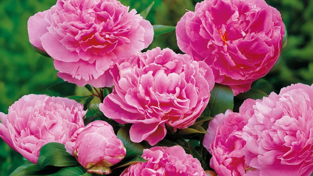 Hohe Stauden - Blomea.at