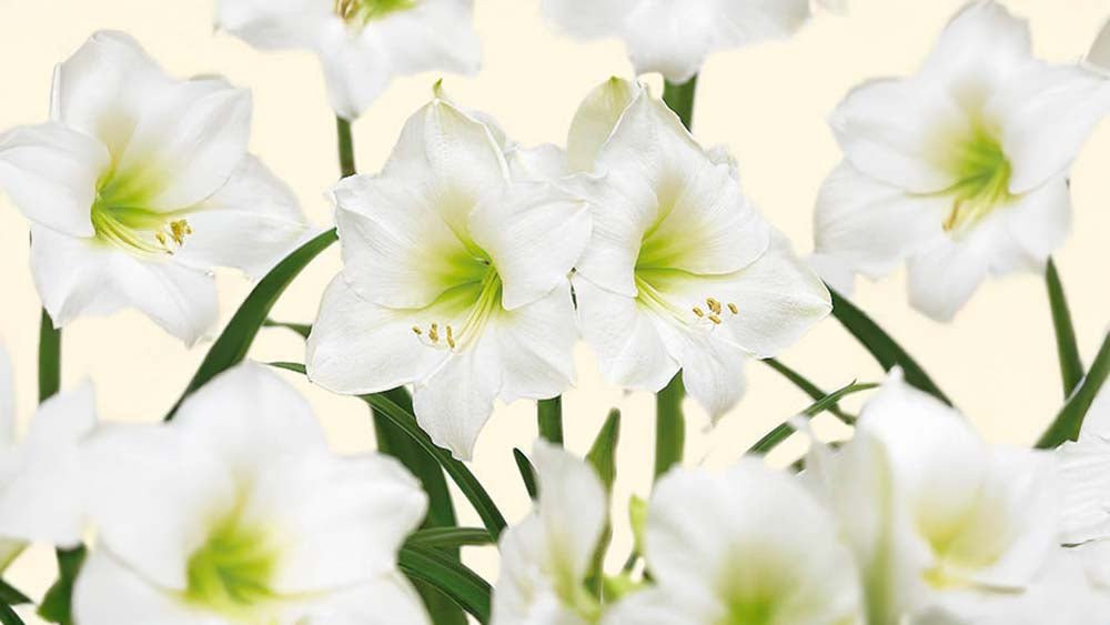 Weiße amaryllis