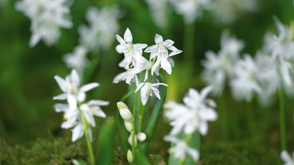 Scilla weiß