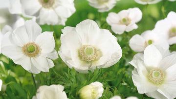 Weiße anemone