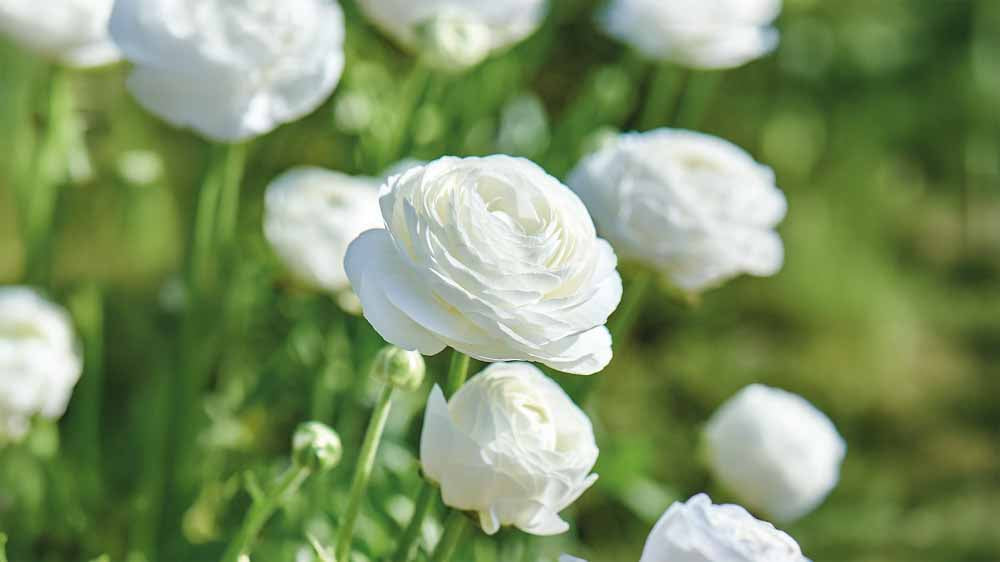 Weiße sommerblumen