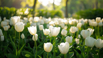 Weiße tulpen