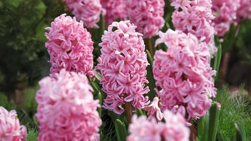 Hyazinthe - Blomea.at