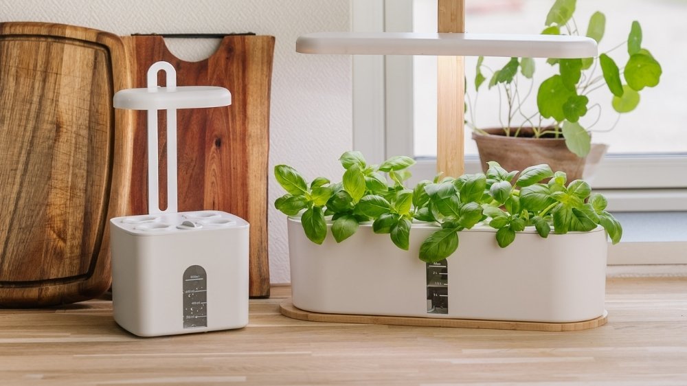 Innenküchengarten - Blomea.at