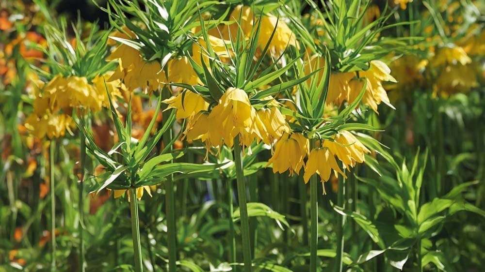 Kaiserkrone gelb - Blomea.at