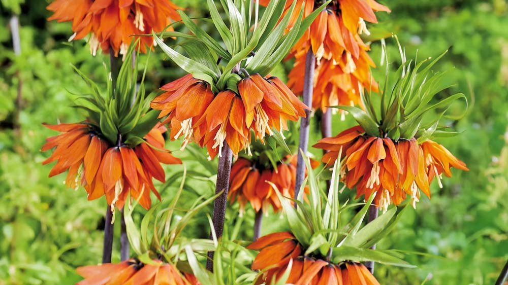Kaiserkrone weiß - Blomea.at