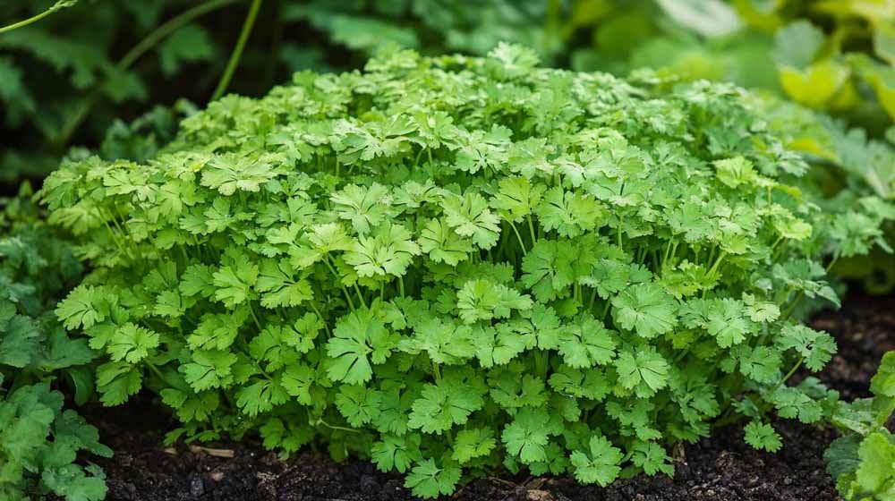 Kerbel Samen - Blomea.at