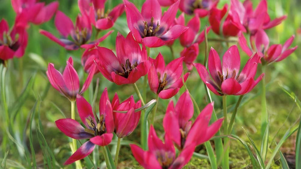 Kleine tulpen - Blomea.at
