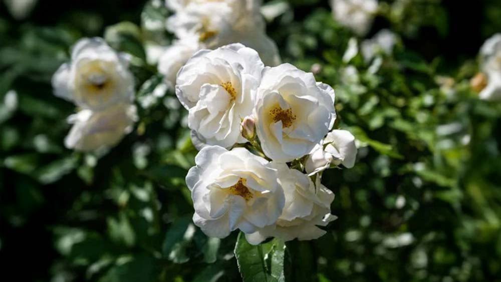 Kletterrosen - Blomea.at