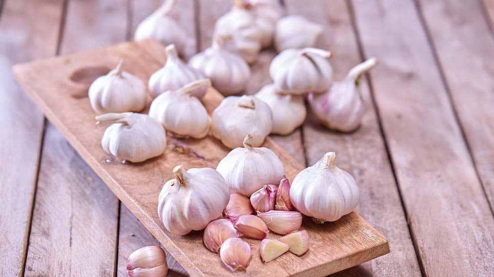 Knoblauch - Blomea.at