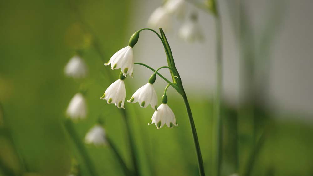 Knotenblumen - Blomea.at