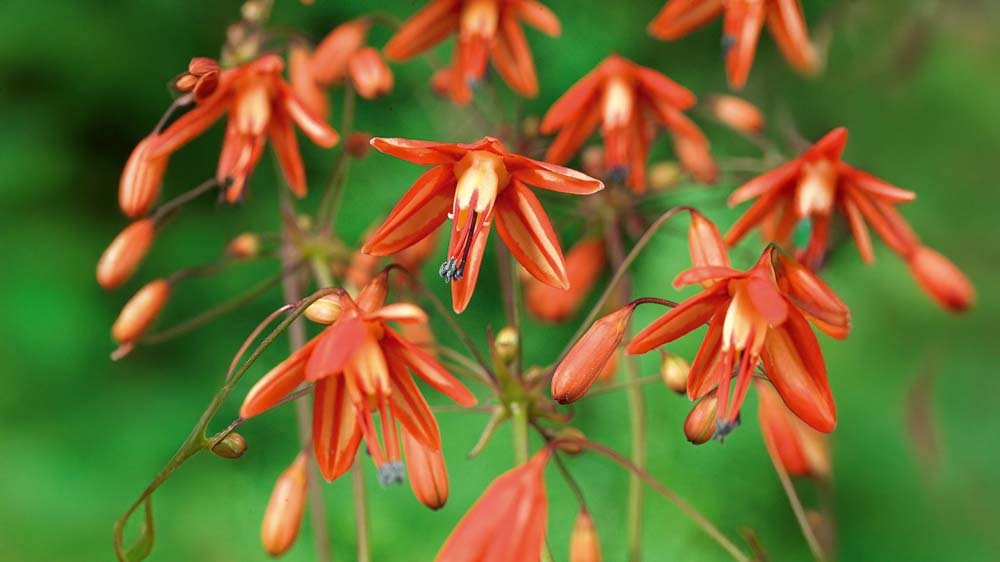 Korallentröpfchen - Blomea.at