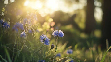 Kornblume Samen