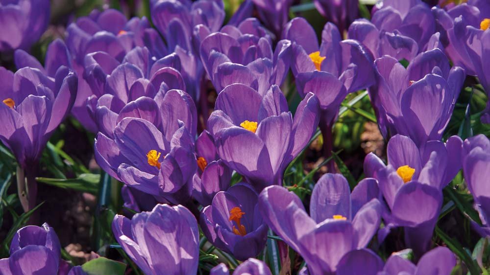 Krokusse