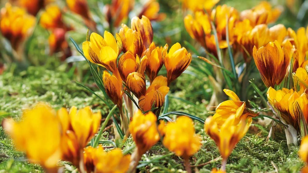 Krokus gelb - Blomea.at