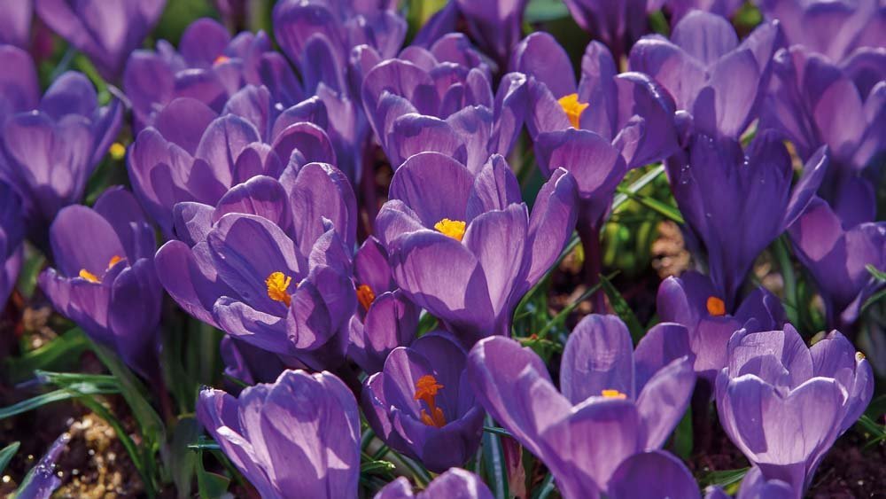 Krokus lila - Blomea.at