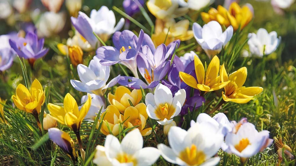 Krokus mix - Blomea.at
