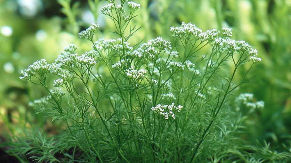 Kümmelsamen - Blomea.at