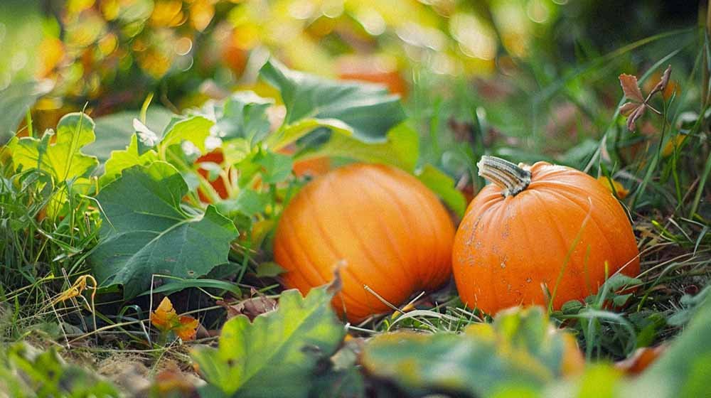 Kürbissamen - Blomea.at