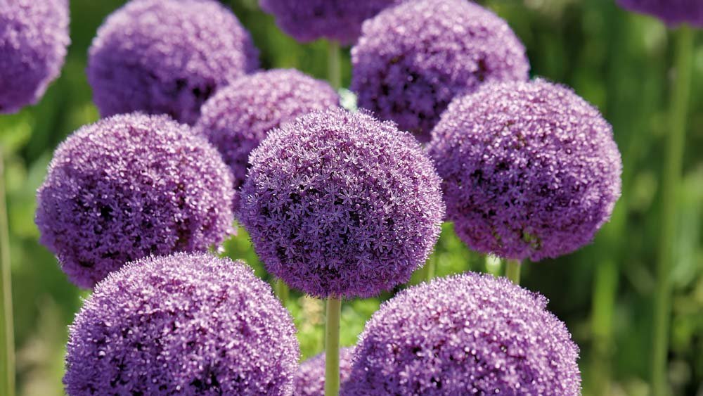 Lila allium - Blomea.at