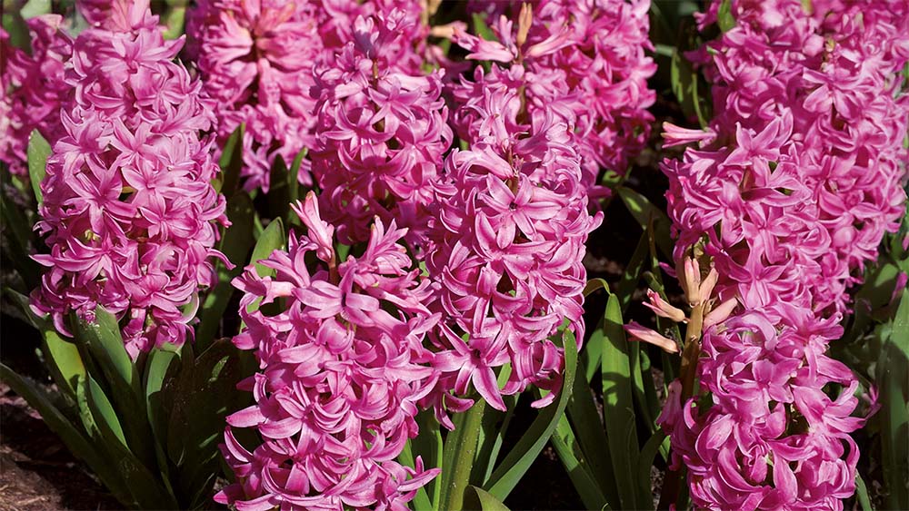 Lila hyazinthen - Blomea.at