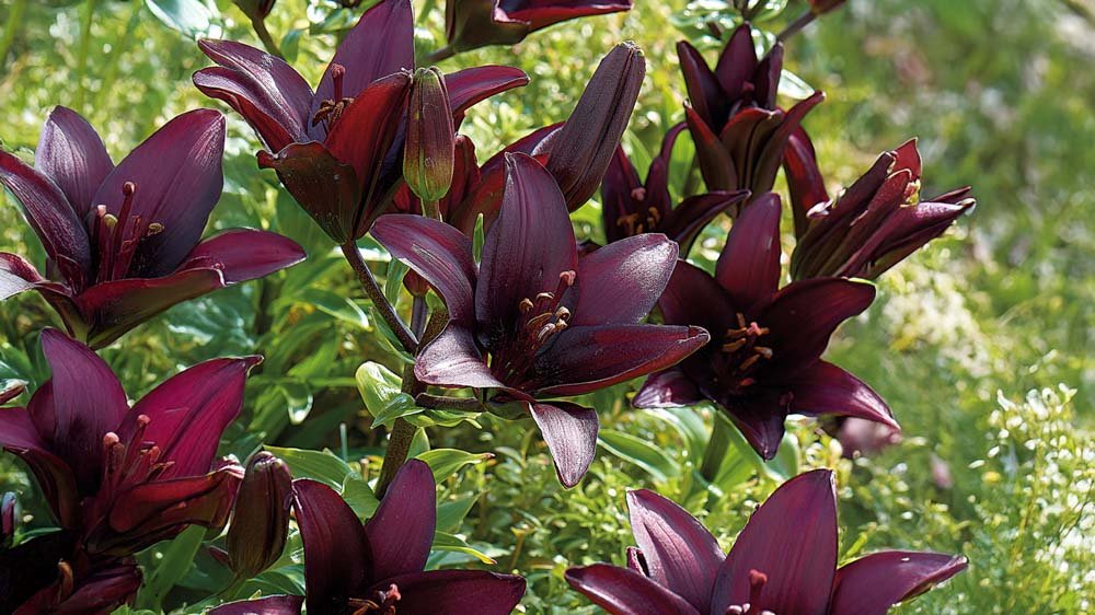 Lila Lilien - Blomea.at