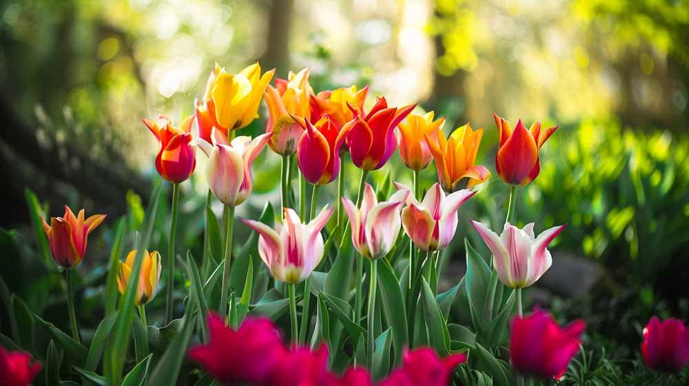 Lilienblütige Tulpen - Blomea.at