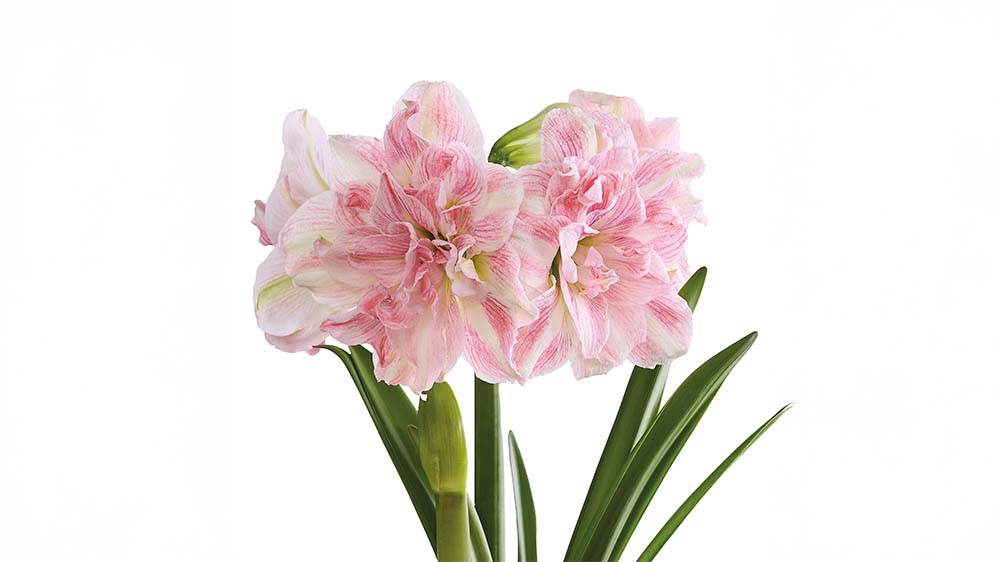 Rosa amaryllis