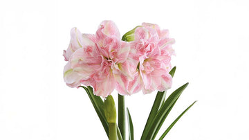 Rosa amaryllis