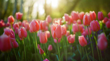 Rosa Tulpen